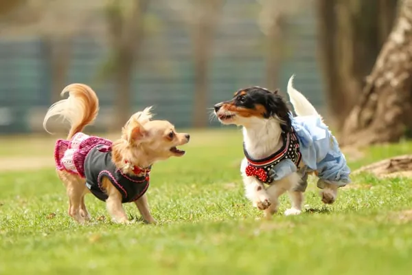 ドッグスペースで過ごす犬