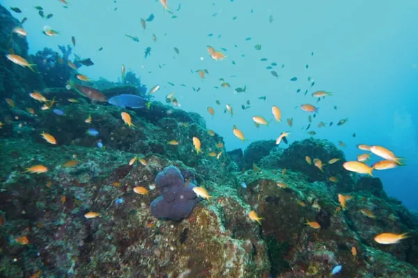 館山海中観光船
